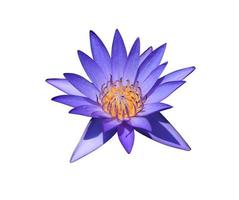 Nymphaea or Waterlily or Lotus flowers. Close up blue-purple lotus flower isolated on white background. The side of water lily. photo