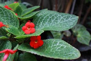 Flame violet or Episcia cupreata flowers. Close up red flowers on green leaves in pot in garden with morning light. the side of red flower bush. photo