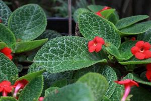 Flame violet or Episcia cupreata flowers. Close up red flowers on green leaves in pot in garden with morning light. the side of red flower bush. photo