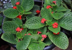 Flame violet or Episcia cupreata flowers. Close up red flowers on green leaves in pot in garden with morning light. the side of red flower bush. photo