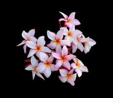 Plumeria or Frangipani or Temple tree flowers. Close up pink-white plumeria flower bouquet isolated on black background. Top view pink-purple flowers bunch. photo
