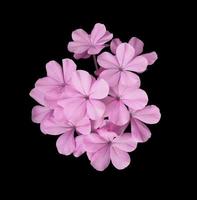 hermosas flores de color rosa-púrpura de cape leadwort o plumbago auriculata. primer plano pequeño ramo de flores de color rosa-púrpura aislado sobre fondo negro. foto