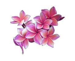 Plumeria or Frangipani or Temple tree flowers. Close up pink-purple plumeria flower bunch isolated on white background. Top view exotic flowers branch. photo