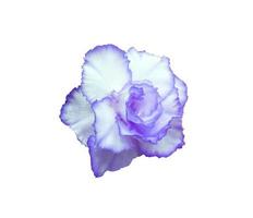 Impala Lily or Pink Bignonia or Mock Azalea or Desert Rose flower. Close up blue-purple head flower isolated on white background. photo