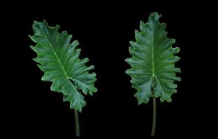 Elephant ear or Giant taro or Ape or Ear elephant or Giant alocasia or Pai or Alocasia macrorrhizos tree. Close up exotic green leaves bush isolated on black background. photo