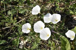 Convolvulus arvensis field convolvulus white beautiful flowers. White flowers in the field. photo