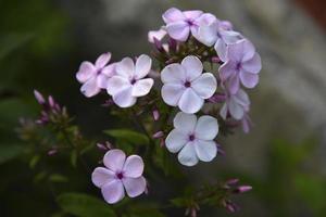 Pink flowers of phlox paniculata with bokeh from the summer garden close-up. Small flowers of phlox. photo