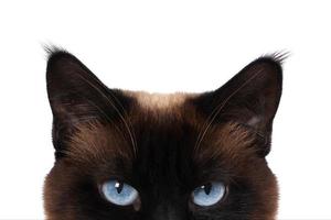 siamese cat eyes photo