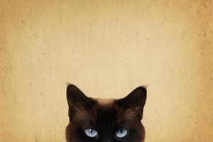 cat eyes on vintage background photo