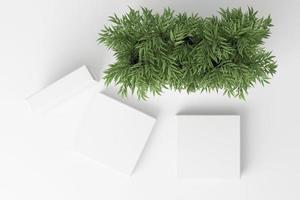 Render 3D de plantas tropicales aisladas sobre fondo blanco. foto