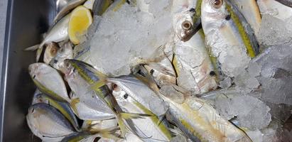 raw fresh fishes yellowstripe scad, yellowstripe trevally, yellow banded trevally, smooth tailed trevally photo