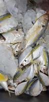 raw fresh fishes yellowstripe scad, yellowstripe trevally, yellow banded trevally, smooth tailed trevally photo