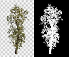 Tree isolated on transparent background with clipping path and alpha channel photo