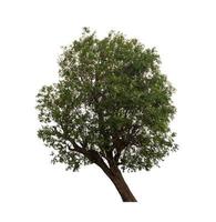 Tree that are isolated on a white background are suitable for both printing and web pages photo