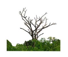 Dead tree that are isolated on a white background are suitable for both printing and web pages photo