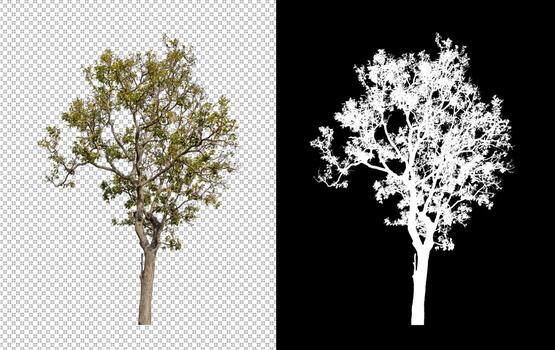 Tree isolated on transparent background with clipping path and alpha channel photo