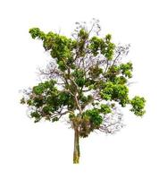 Tree that are isolated on a white background are suitable for both printing and web pages photo