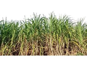 Sugar cane isolated on white background and cliping path photo