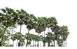 Palm tree group. High resolution tree landscape isolated on white background for print and web page with cut paths and alpha channels. photo