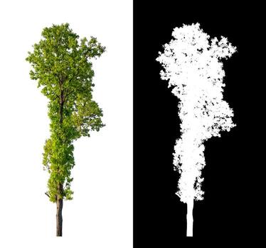 árbol aislado sobre fondo blanco con trazado de recorte y canal alfa foto