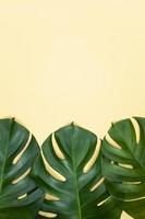 Beautiful tropical palm monstera leaves branch isolated on pastel yellow background, top view, flat lay, overhead above summer beauty blank design concept. photo