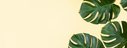 hermosa palma tropical hojas de monstera rama aislada sobre fondo amarillo pastel, vista superior, plano, encima del concepto de diseño en blanco de belleza de verano. foto