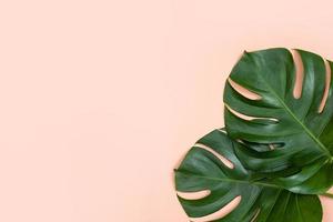 Beautiful tropical palm monstera leaves branch isolated on bright pink background, top view, flat lay, overhead above summer beauty blank design concept. photo