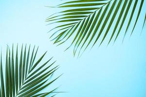 Beautiful tropical palm monstera leaves branch isolated on bright blue background, top view, flat lay, overhead above summer beauty blank design concept. photo