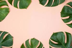 Beautiful tropical palm monstera leaves branch isolated on bright pink background, top view, flat lay, overhead above summer beauty blank design concept. photo