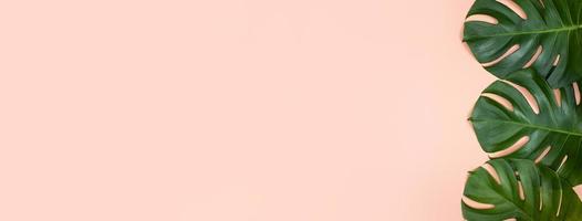 hermosa rama de hojas de monstera de palma tropical aislada sobre fondo rosa brillante, vista superior, plano, encima del concepto de diseño en blanco de belleza de verano. foto