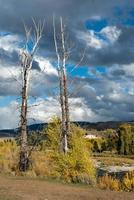 árboles muertos por el río gros ventre foto