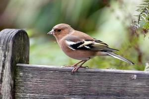Common Chaffinch perched on a wooden bench photo