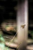 Speckled Wood Butterfly, Pararge aegeria photo