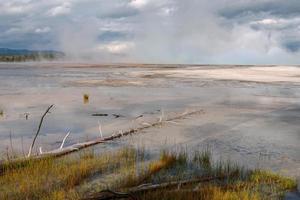 Dead trees in the Grand Prismatic Spring in Yellowstone photo