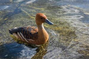Fulvous Whistling Duck, Dendrocygna bicolor, by the edge of the lake