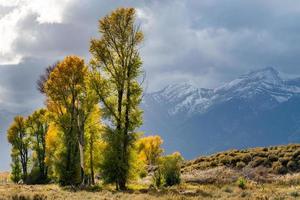 Backlit trees in autumn along the Gros Ventre River Valley photo