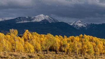 Sunlit trees in autumn along the Gros Ventre river photo