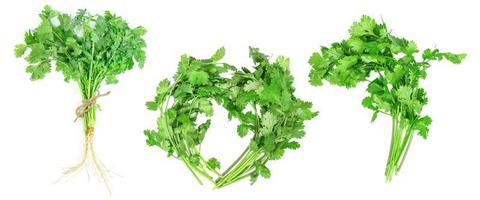 leaf coriander or cilantro set isolated on white background ,Green leaves pattern photo