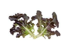 red oak leaf lettuce on white background photo