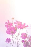 Closeup Pink cosmos flowers,soft focus photo