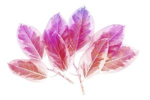 patrón de hojas coloridas, hoja de otoño de color degradado aislada sobre fondo blanco foto