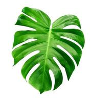 Green leaves pattern,leaf monstera isolated on white background,include clipping path photo