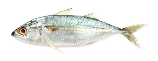 Fresh mackerel fish isolated on white background photo