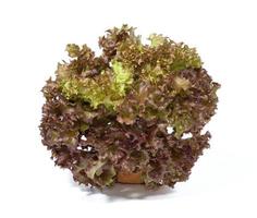 red coral lettuce with pot on white background photo