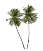 Coconut tree isolated on white background photo