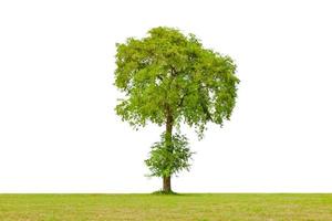 árbol verde con césped aislado sobre fondo blanco foto