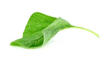 hoja de espinaca verde o amaranthus viridis en tailandia aislado sobre fondo blanco, patrón de hojas verdes foto