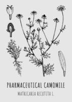 Hand drawn pharmaceutical camomile Matricaria recutita. Vector graphic illustration for print, logo, emblem, label and other decorations. Alternative medicine, beauty, cosmetics and medicinal herbs.