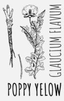 Vector drawing of a yellow poppy. Hand-drawn illustration. Latin name GLAUCIUM FLAVUM.