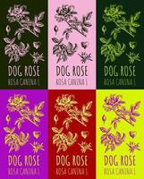 Set of vector drawing dog rose hips in various colors. Hand drawn illustration. Latin name ROSA CANINA L.